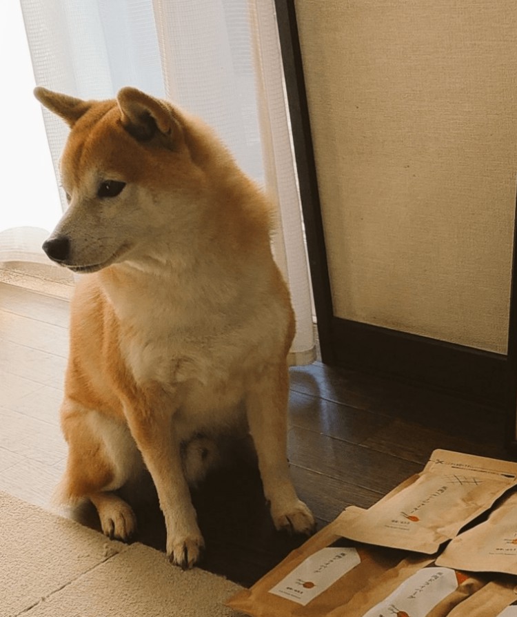 Shiba Inu：1美元的可能性